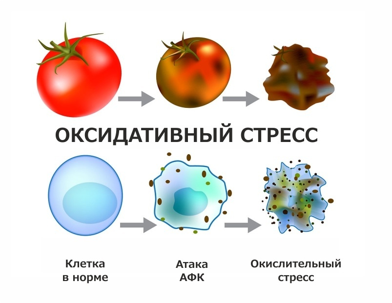 Почему важно сдать анализ на оксидативный стресс?